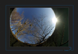 "From a fish angle" by Sven Tramaux 
